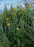 Sonchus arvensis. Цветущие растения в сообществе с Leymus mollis, Linaria japonica и Artemisia. Сахалин, Корсаковский гор. округ, окр. с. Новиково, приморский луг. 15.08.2022.