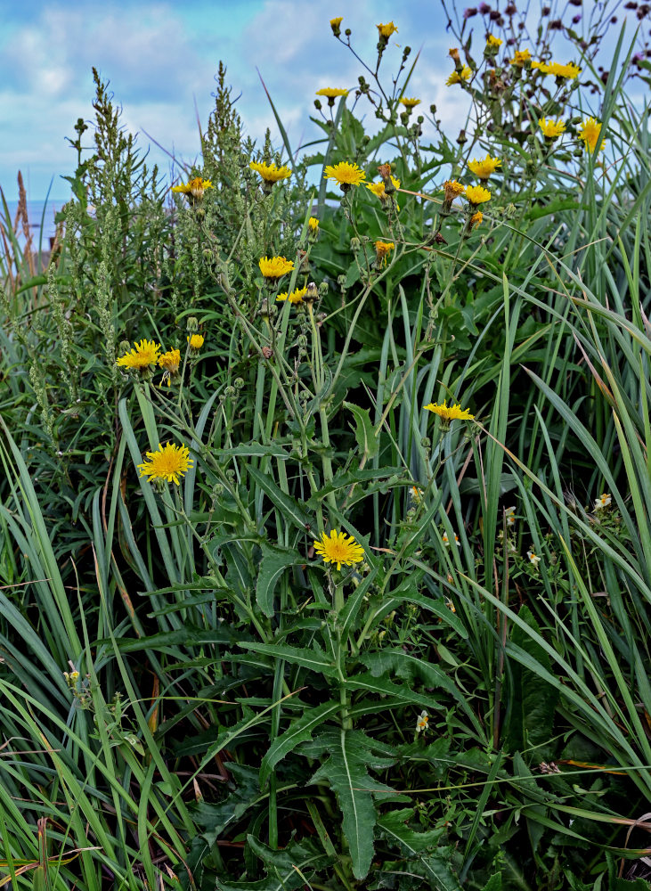 Изображение особи Sonchus arvensis.