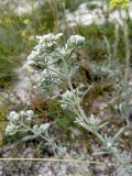 Teucrium capitatum