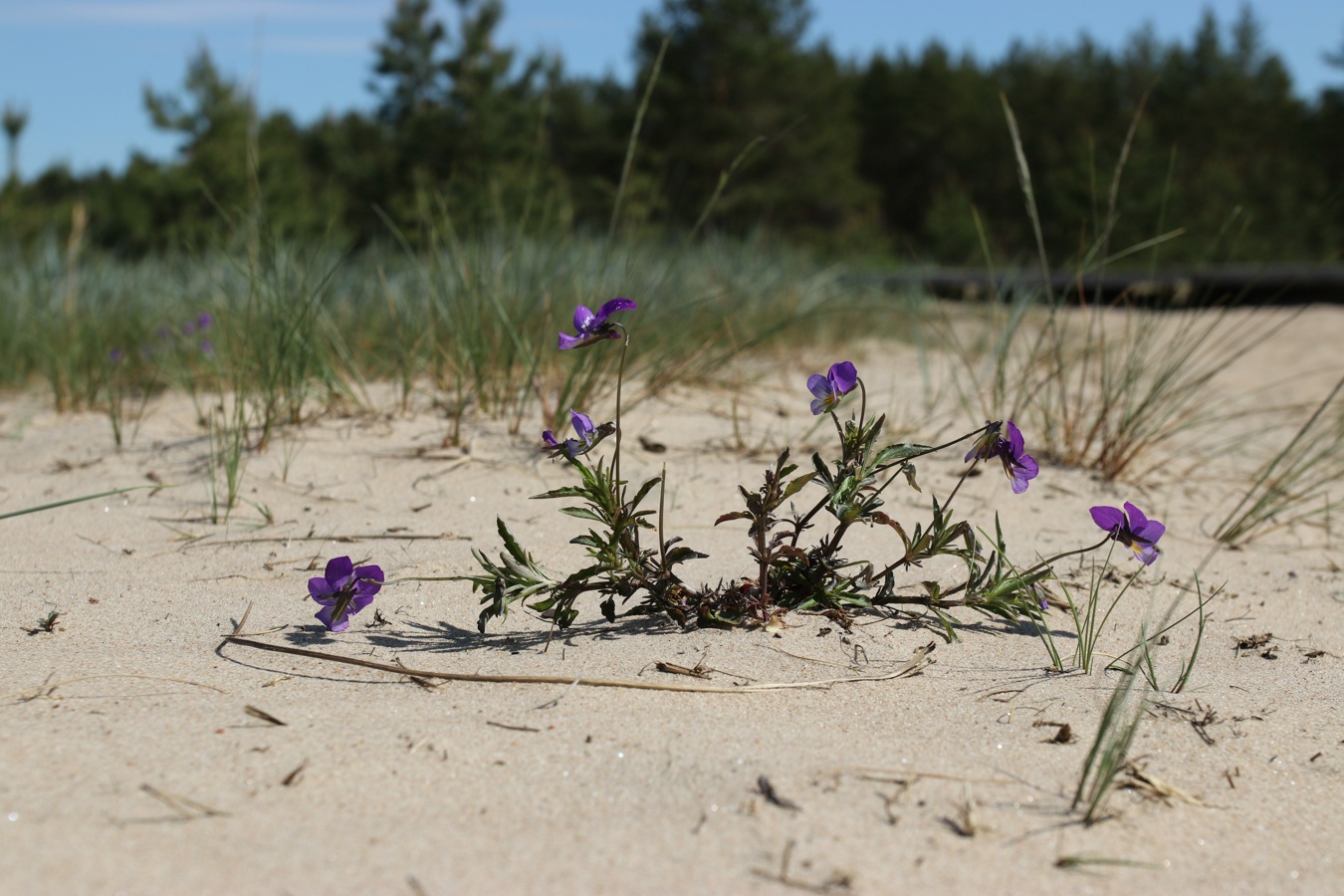 Image of Viola maritima specimen.