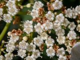 Viburnum opulus