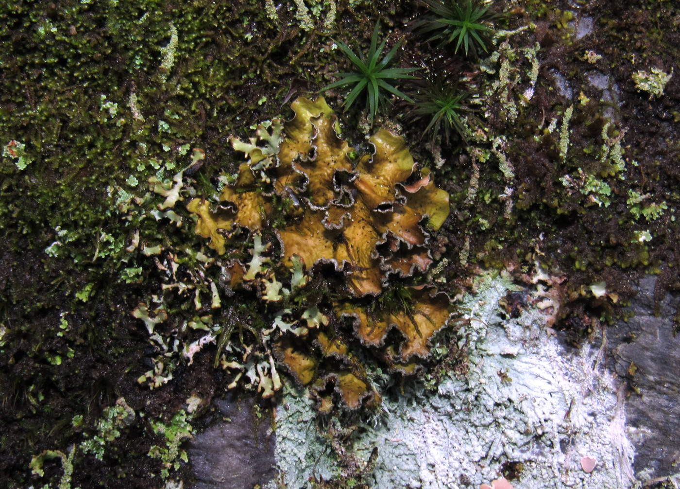 Image of Melanelixia albertana specimen.