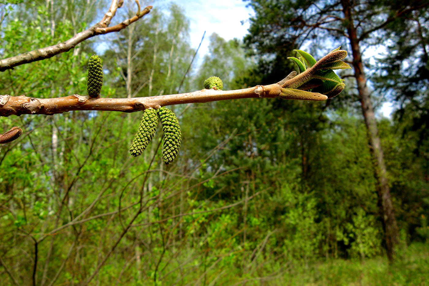 Image of Juglans mandshurica specimen.