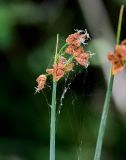 Schoenoplectus lacustris. Верхушка побега с соцветиями. Оренбургская обл., Кувандыкский гор. округ, Карагай-Губерлинское ущелье, берег реки. 04.07.2022.