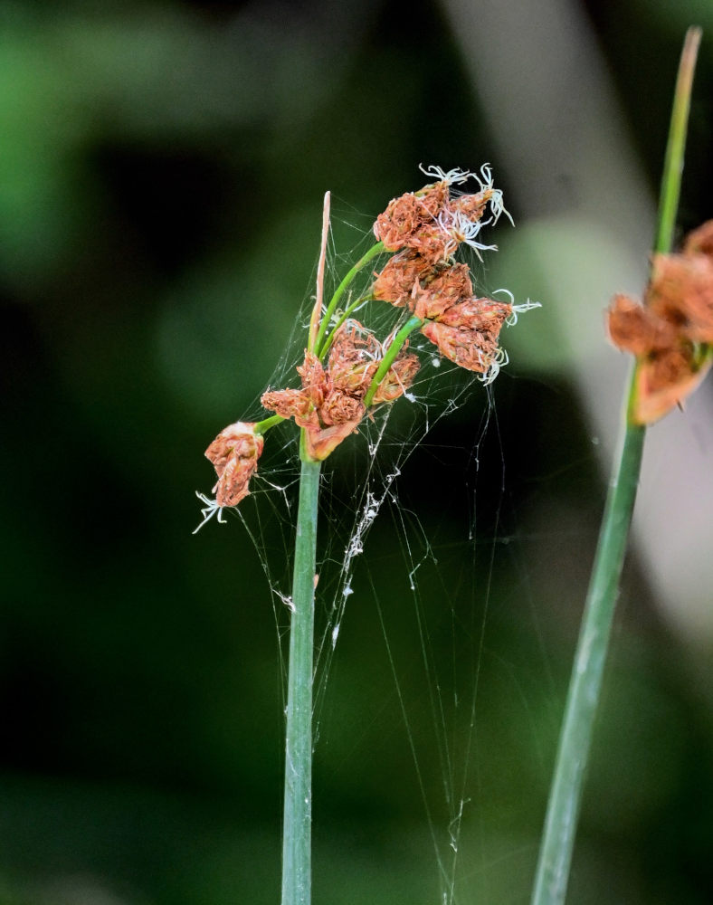 Изображение особи Schoenoplectus lacustris.