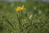 genus Tulipa