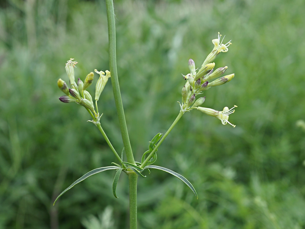 Image of Silene sibirica specimen.