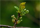 Cerasus vulgaris