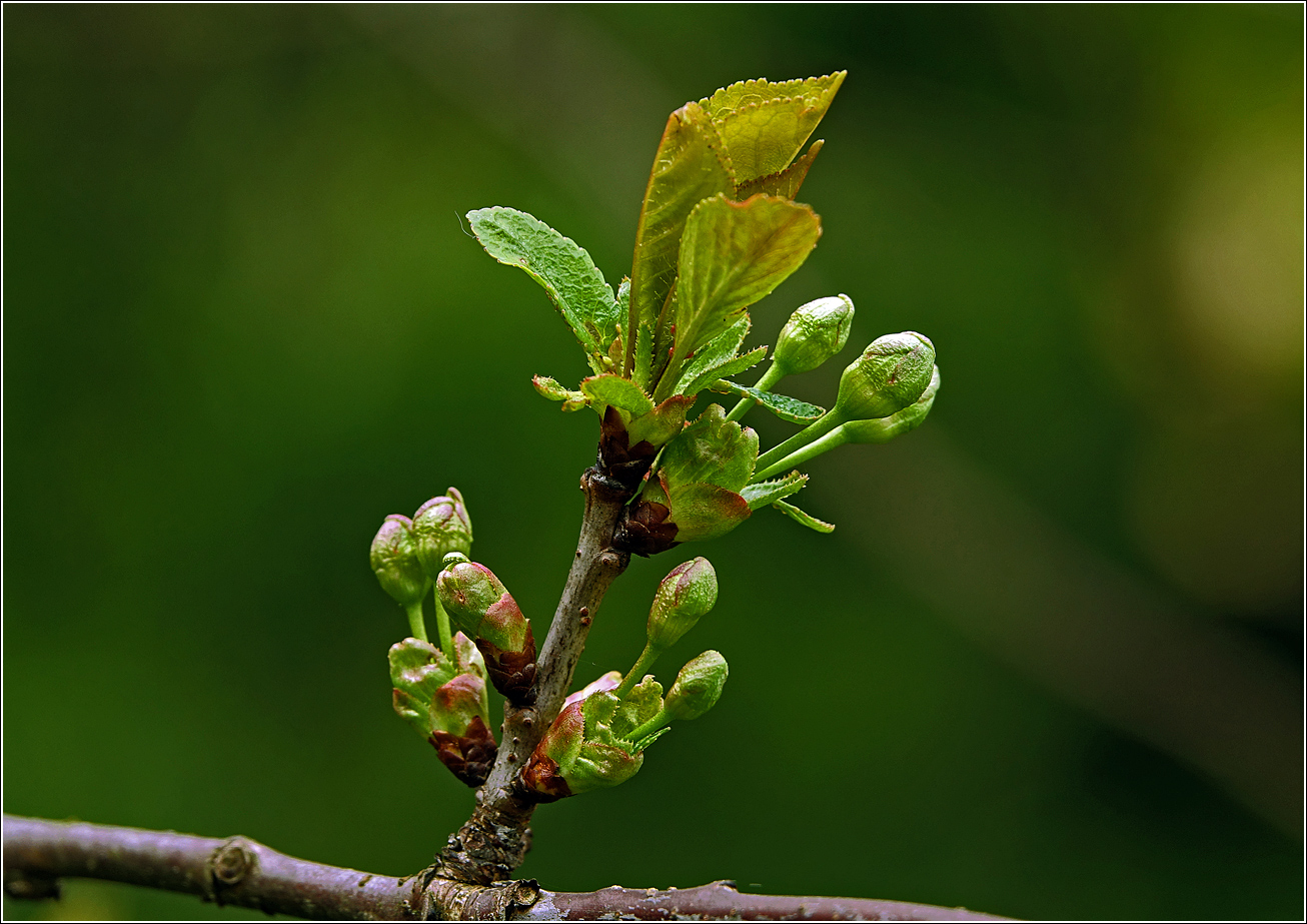 Изображение особи Cerasus vulgaris.