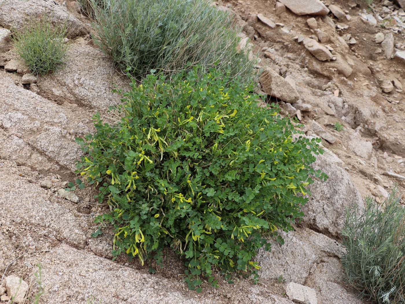 Image of Astragalus nuratensis specimen.