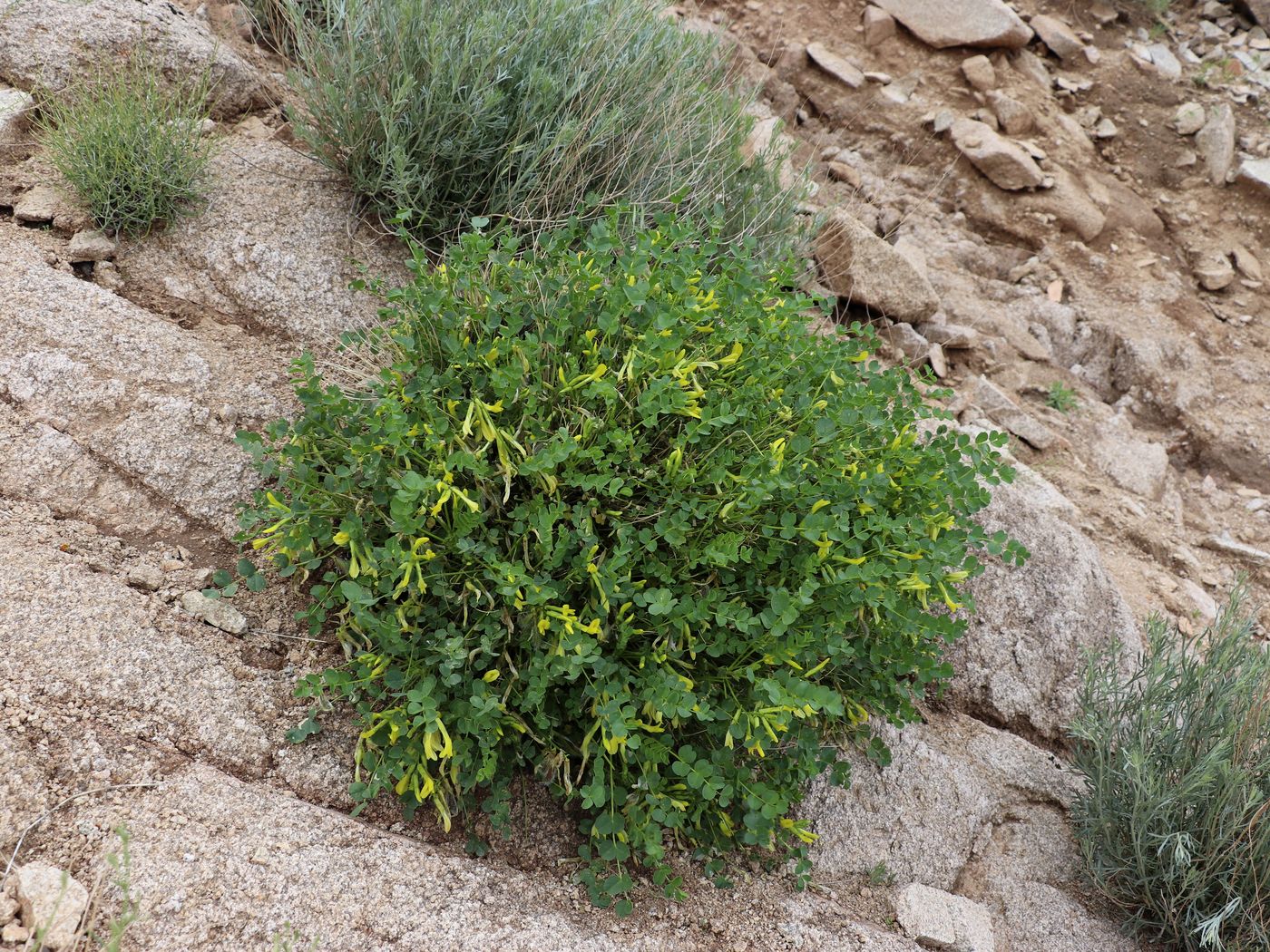 Изображение особи Astragalus nuratensis.