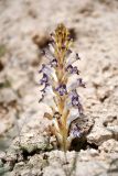 Orobanche amoena. Цветущее растение. Узбекистан, Сурхандарьинская обл., хр. Кугитанг, окр. сел. Шалкан, мелкозёмистый склон. 30.04.2024.