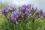 Oxytropis lazica