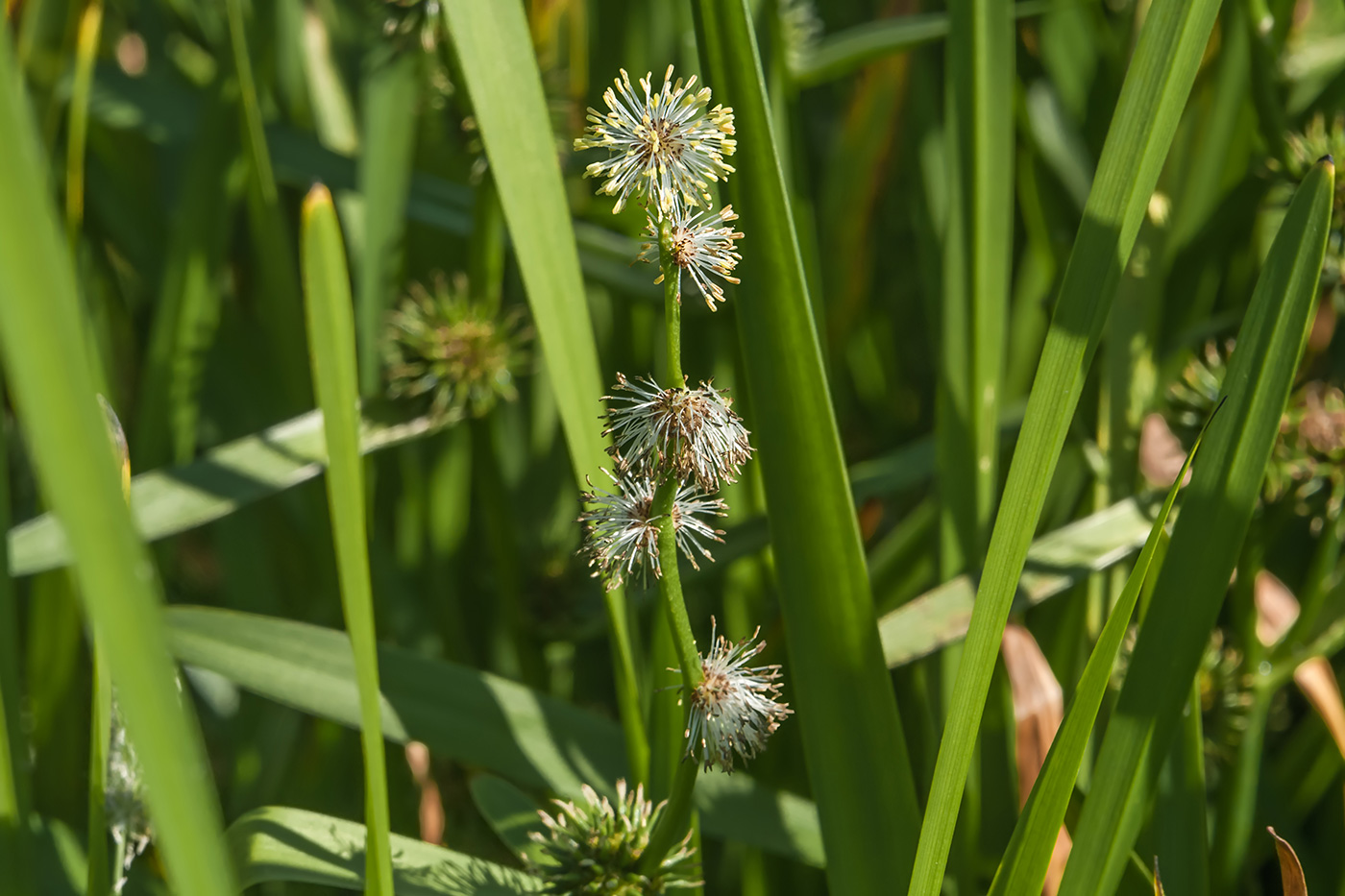 Изображение особи Sparganium erectum.