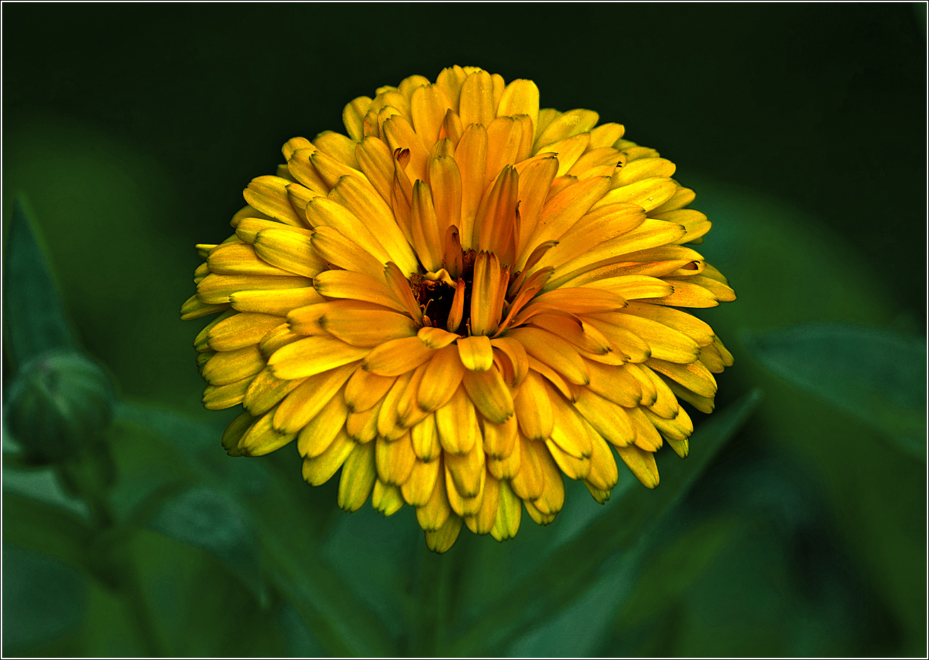 Image of Calendula officinalis specimen.