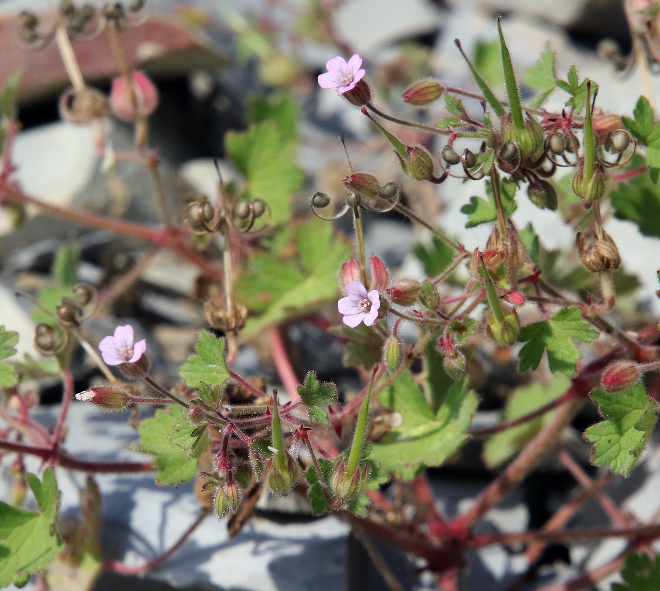 Image of Geranium rotundifolium specimen.