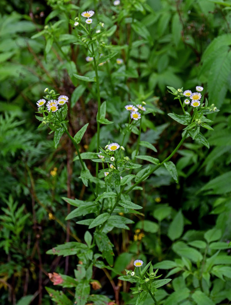Image of Erigeron strigosus specimen.