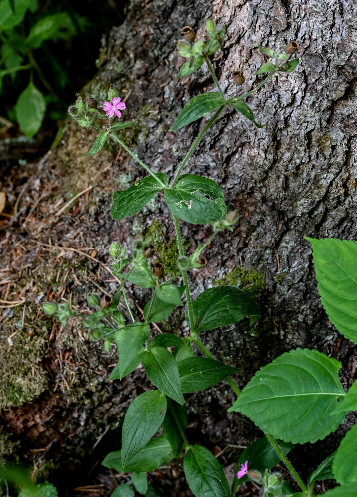 Изображение особи Melandrium dioicum.