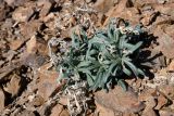 Arnebia guttata