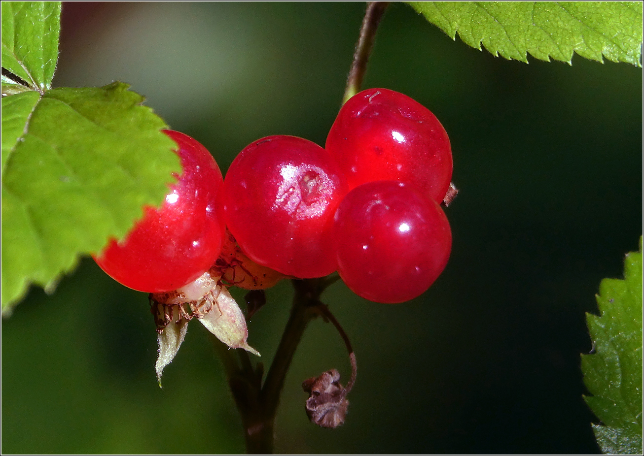 Image of Rubus saxatilis specimen.
