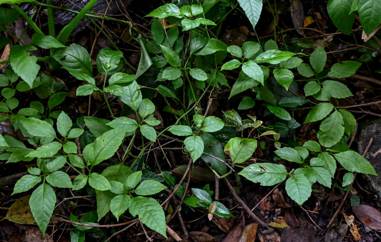 Изображение особи Causonis japonica.