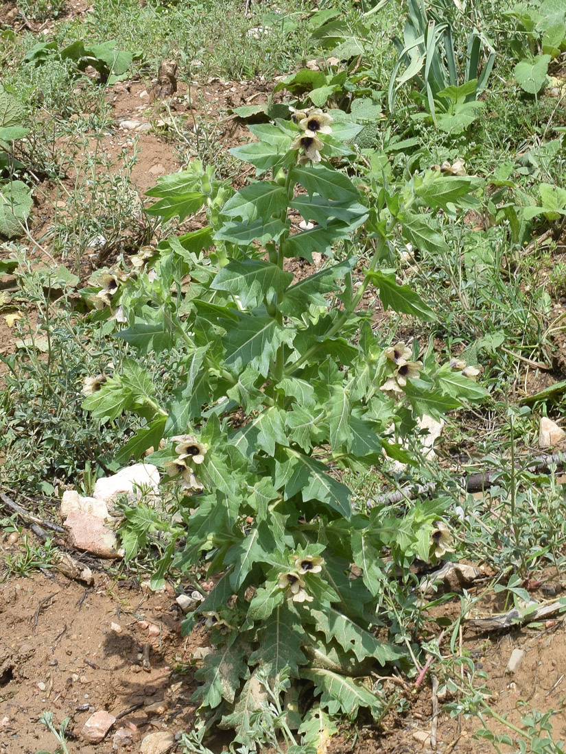 Изображение особи Hyoscyamus niger.