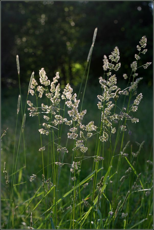 Изображение особи Dactylis glomerata.