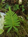 genus Polypodium