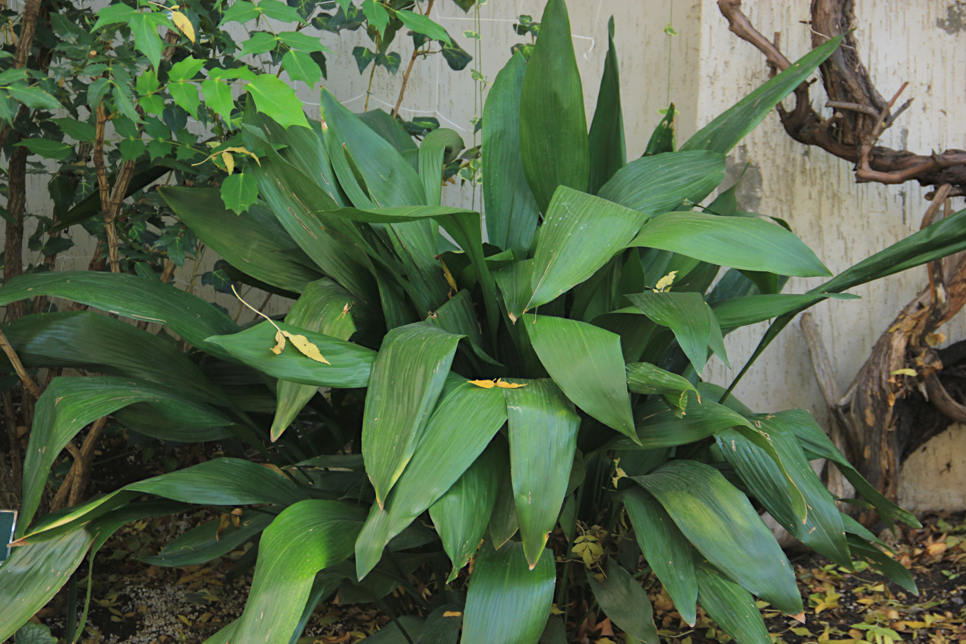 Изображение особи Aspidistra elatior.