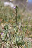 Vicia lathyroides. Цветущее и плодоносящее растение. Крым, Севастополь, Байдарская дол., можжевеловое редколесье. 30.04.2025.