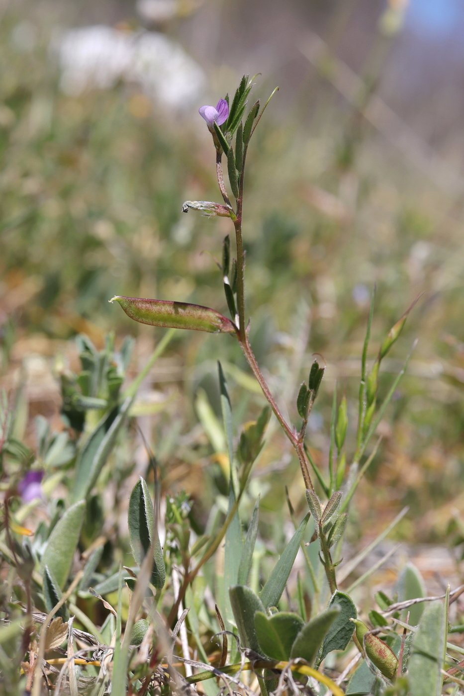 Image of Vicia lathyroides specimen.
