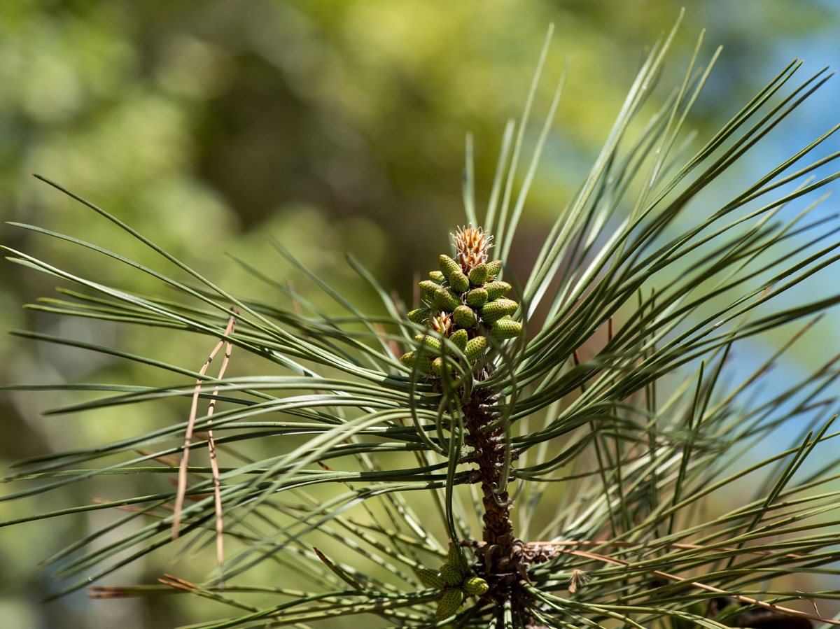 Изображение особи Pinus eldarica.