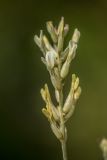Astragalus albicaulis. Соцветие. Ростовская обл., Усть-Донецкий р-н, окр. станицы Раздорская, степной склон. 09.05.2025.