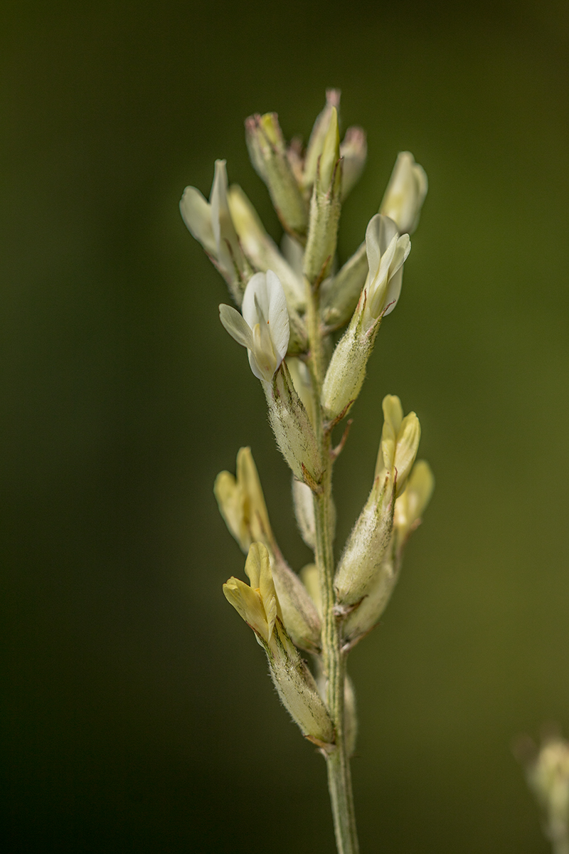 Image of Astragalus albicaulis specimen.