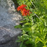 Lychnis fulgens