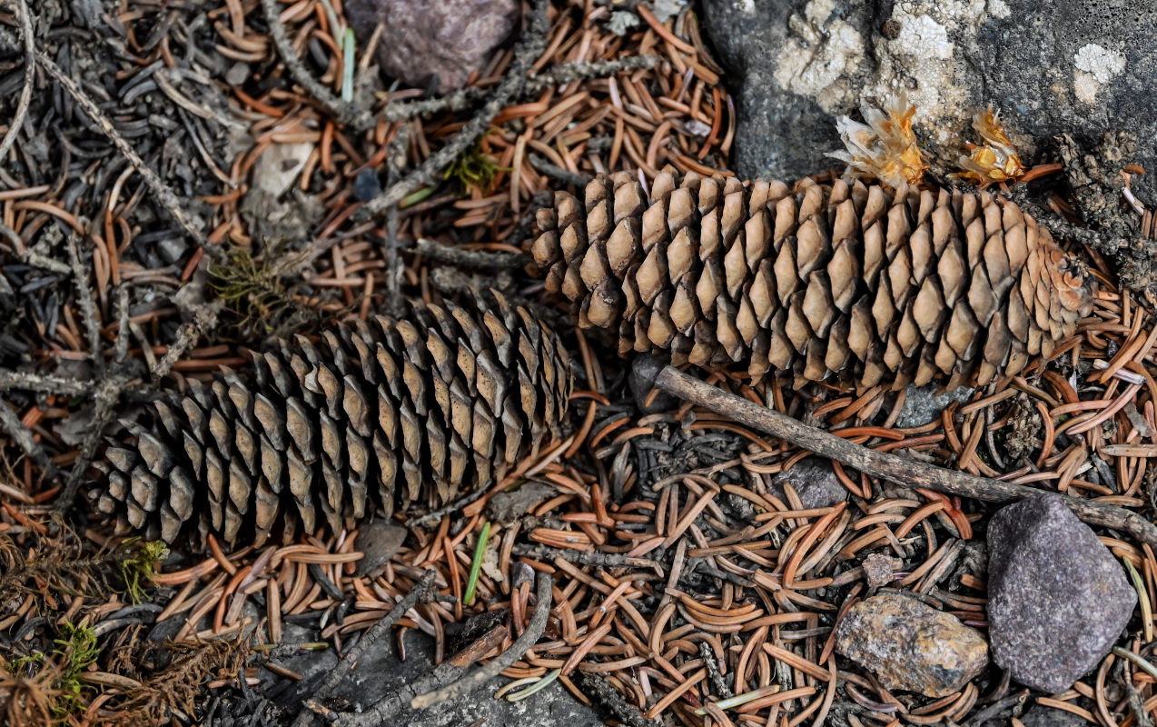 Image of Picea meyeri specimen.