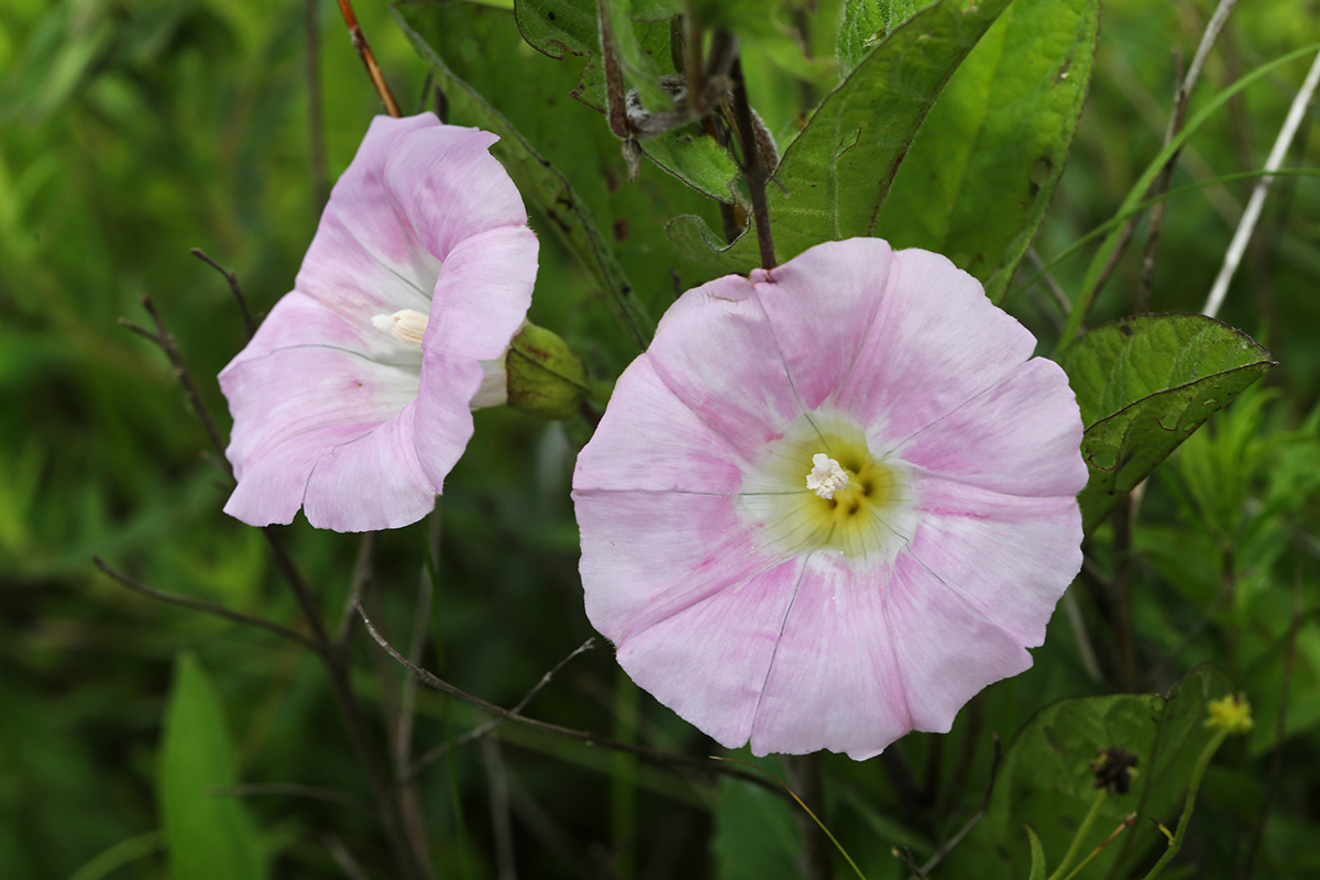 Изображение особи Calystegia dahurica.