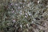 Photo genus Astragalus