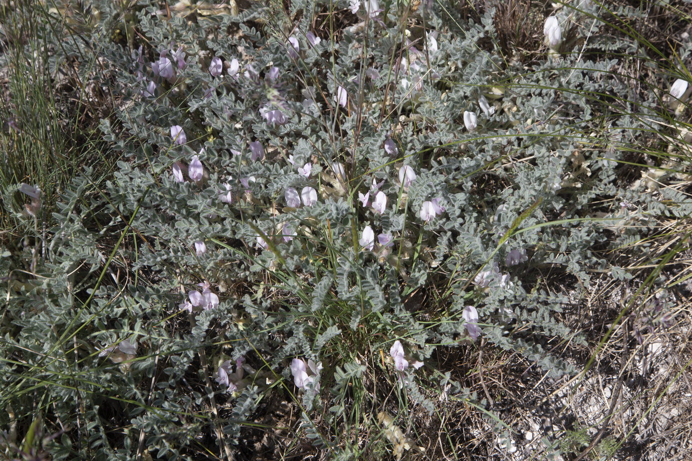 Image of Astragalus sareptanus specimen.