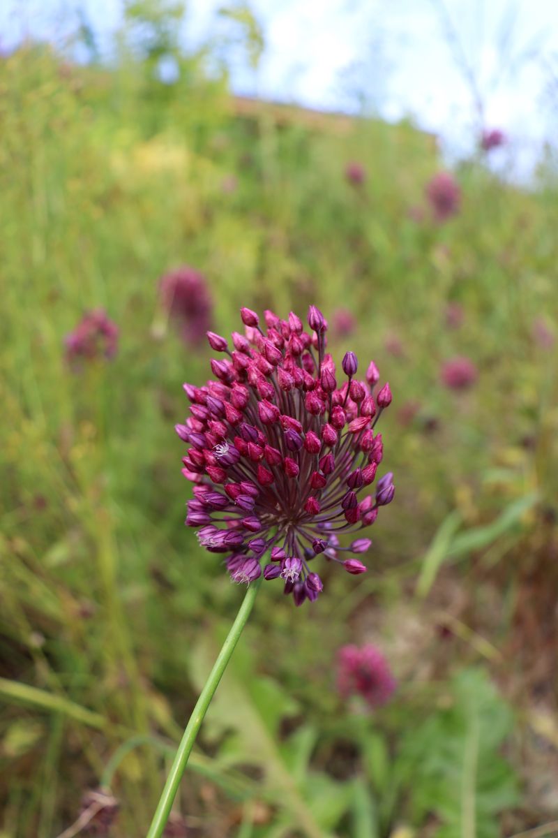 Изображение особи Allium rotundum.