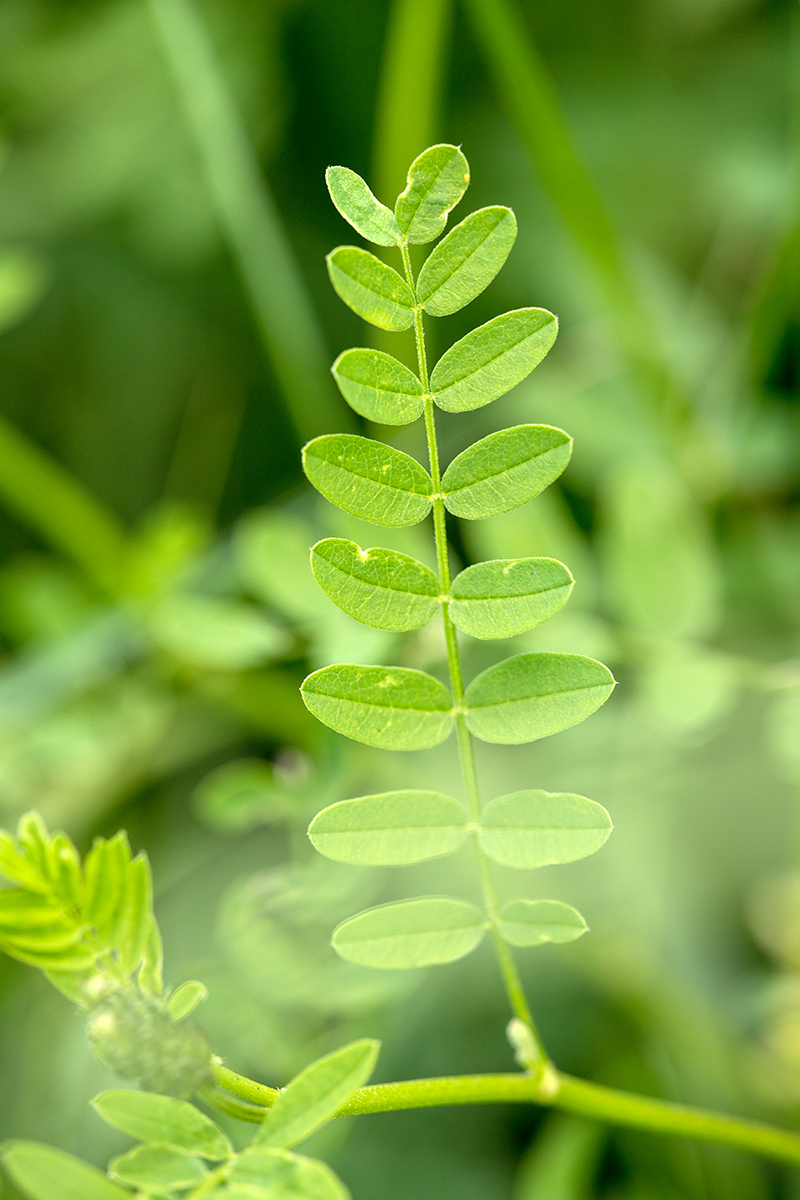 Image of Astragalus cicer specimen.