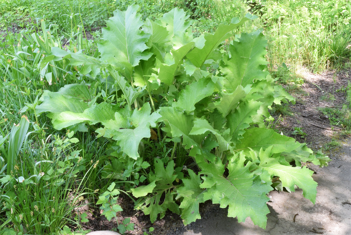 Изображение особи Cousinia umbrosa.