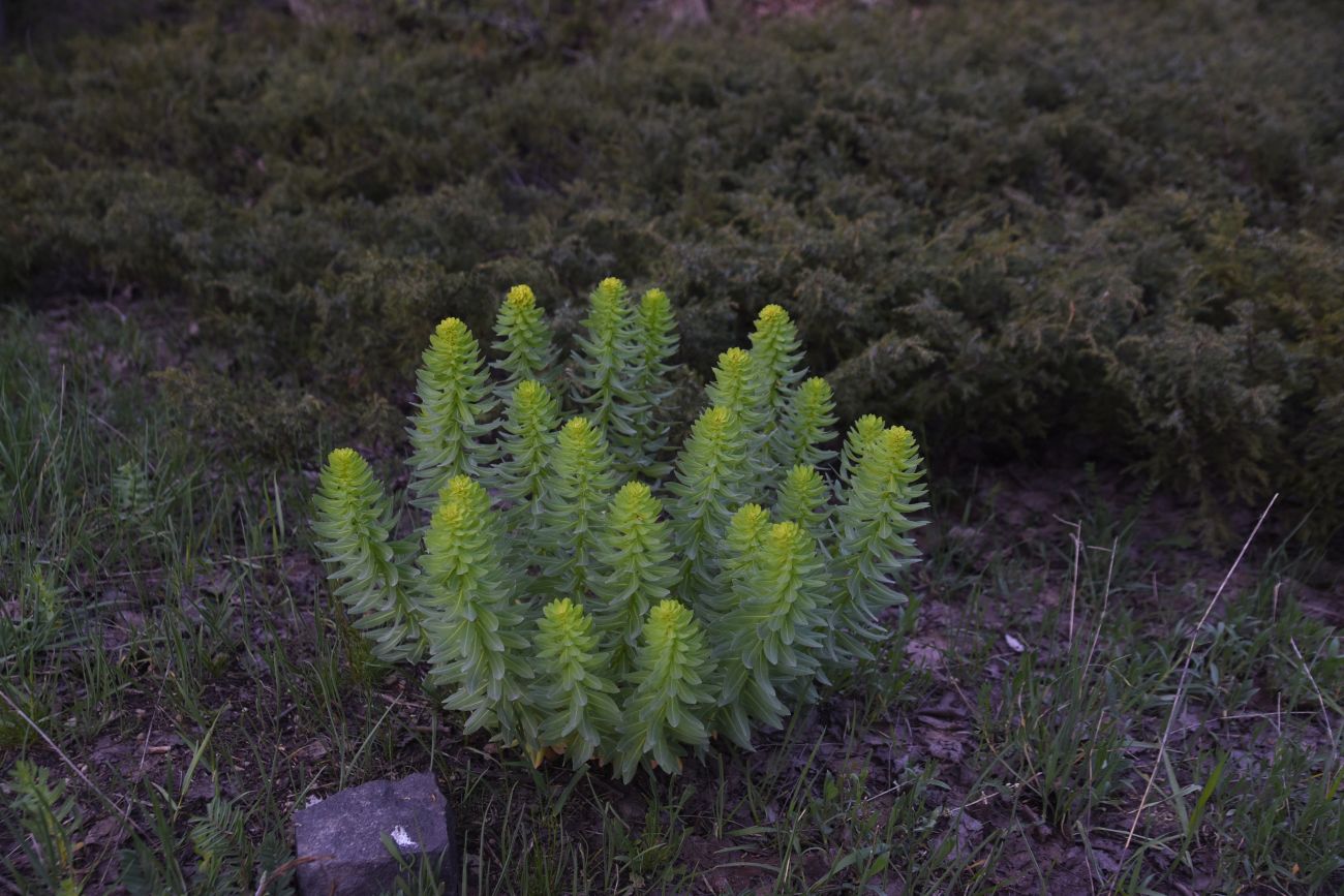 Изображение особи род Euphorbia.