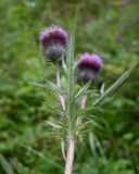 genus Cirsium