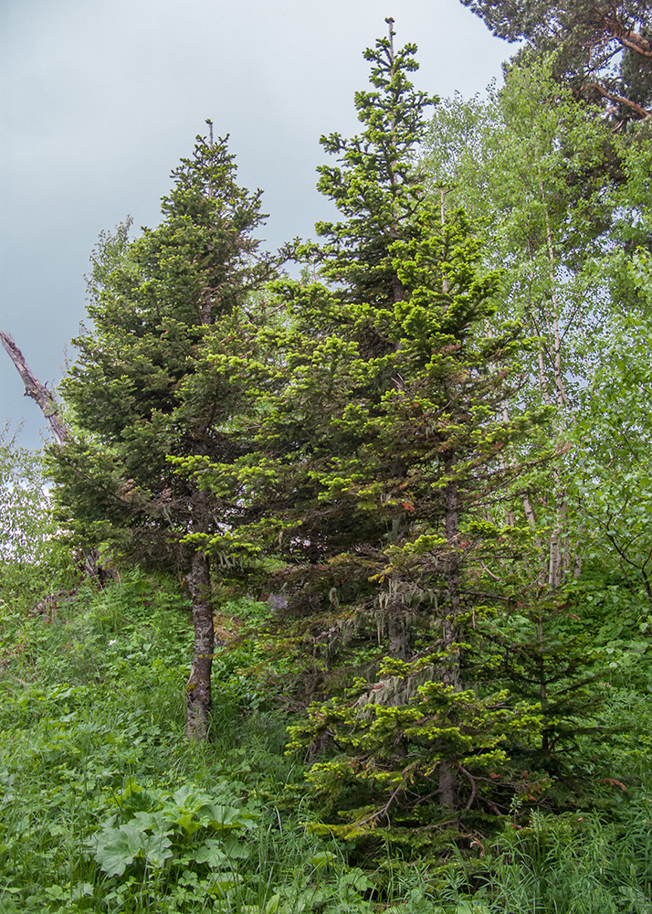 Image of Abies nordmanniana specimen.