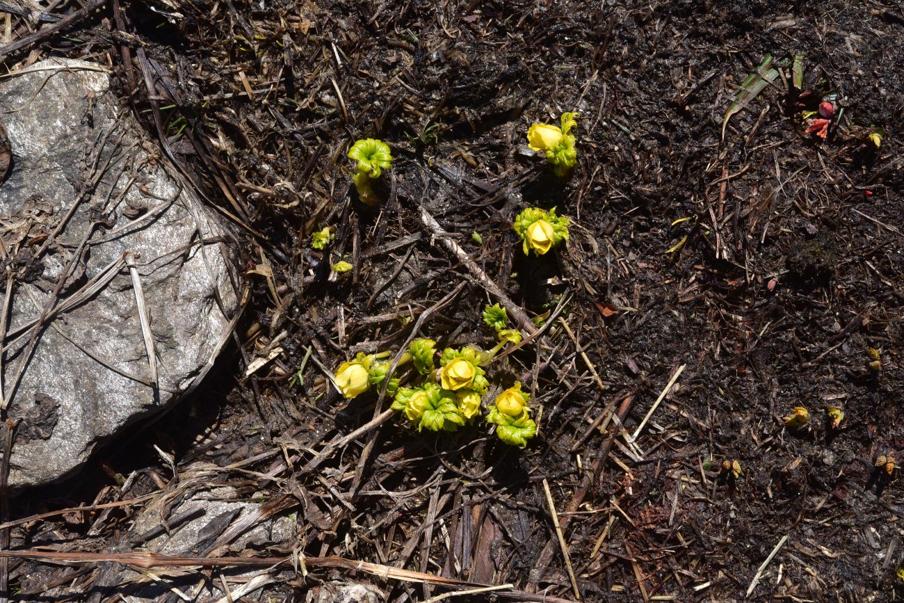Image of Trollius ranunculinus specimen.