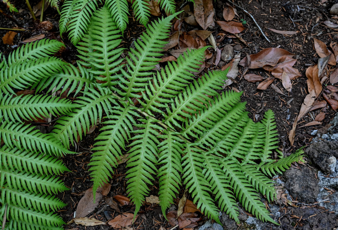 Изображение особи Woodwardia radicans.