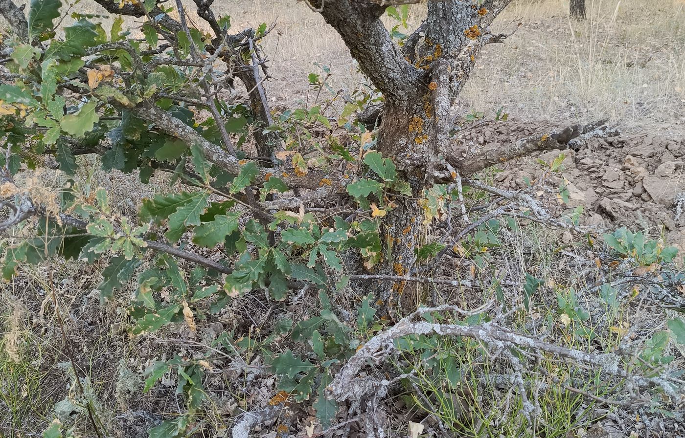 Изображение особи Quercus robur.