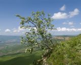 Image of taxon representative. Author is Татьяна Винокурова