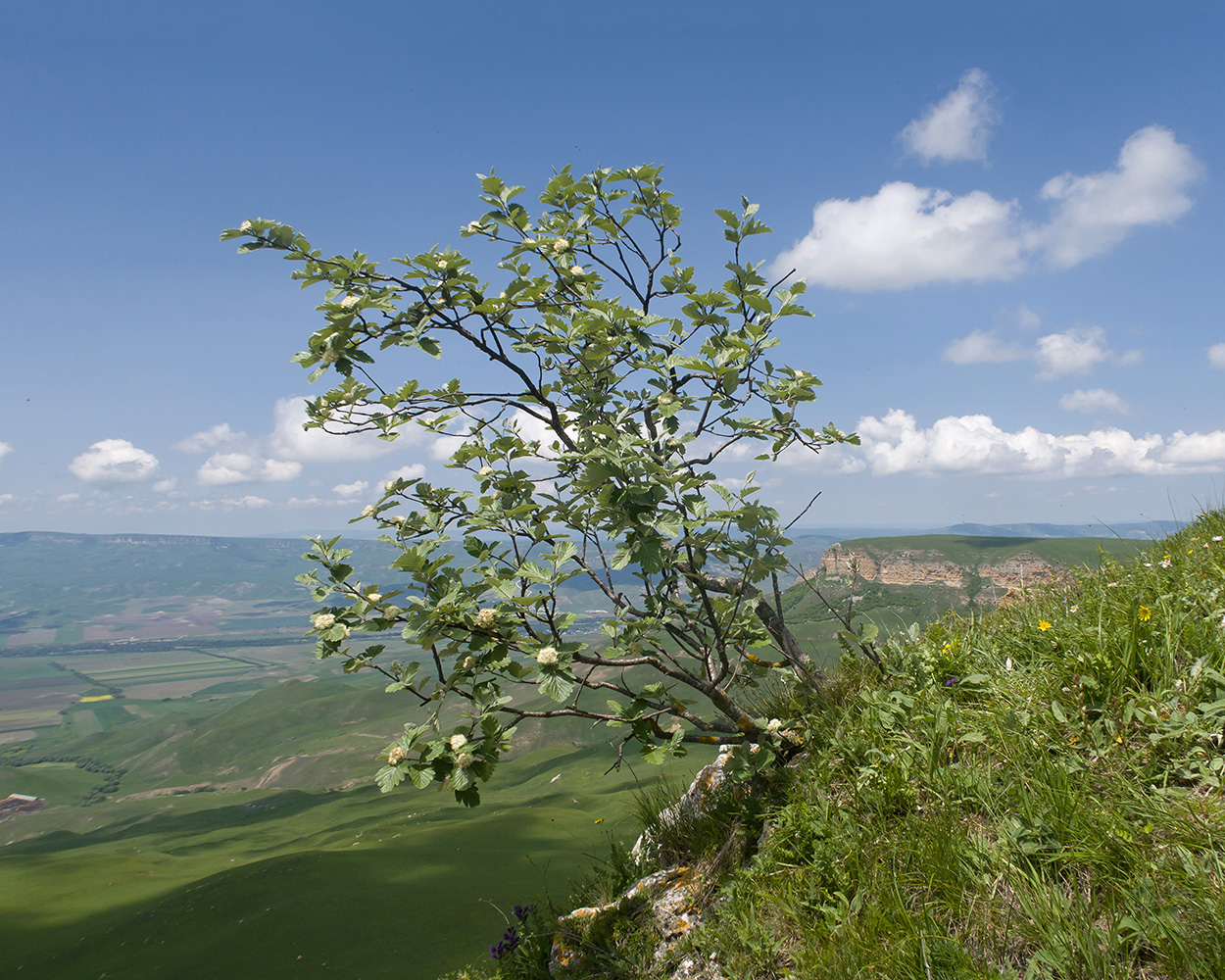Image of Sorbus caucasica specimen.